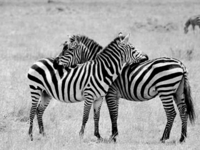 Siyah üzerine beyaz mı yoksa beyaz üzerine siyah&nbsp;mı?