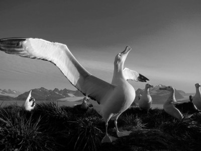 Baudelaire, Albatros’un Ruhu